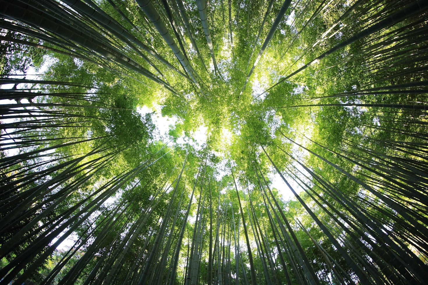 Beneficios de optar por iniciativas ambientales innovadoras